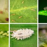 Pupuk JAGAR new angle – FB