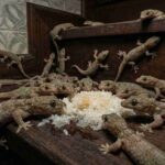 Geckout isi 2 angle baru – FB